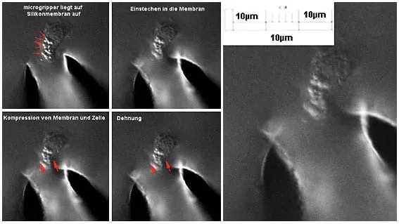 A microgripper stretching an elastic membrane carrying cultured cells.