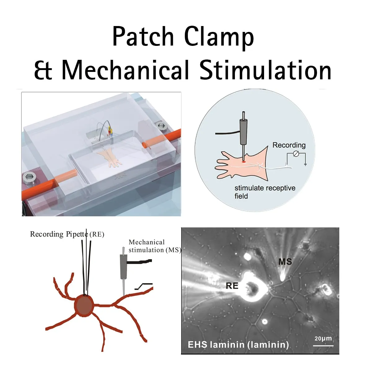 Four-panel figure on patch clamp and mechanical stimulation, including a phase-contrast micrograph of a recording pipette (RE) and a mechanical-stimulation probe (MS) touching a cultured cell.